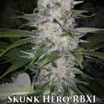 Skunk Hero RBX1 (Feminized) - Ethos Genetics