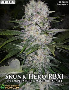 Skunk Hero RBX1 (Feminized) - Ethos Genetics