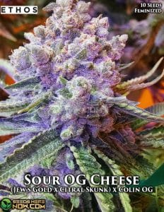 Sour OG Cheese (Feminized) - Ethos Genetics