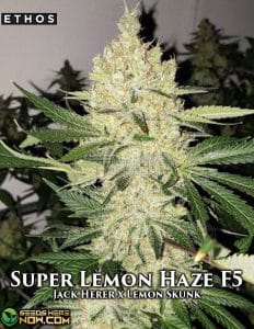 Super Lemon Haze F5 (regular) - Ethos Genetics