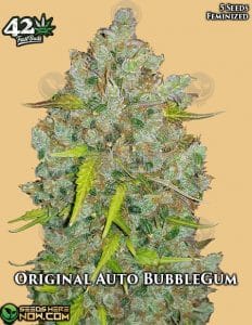 Original Auto Bubblegum (autoflower) - Fast Buds