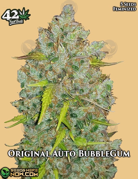 - Fast Buds - Original Auto Bubblegum {Autofem} [5Pk]