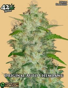 Original Auto Chemdawg (autoflower) - Fast Buds