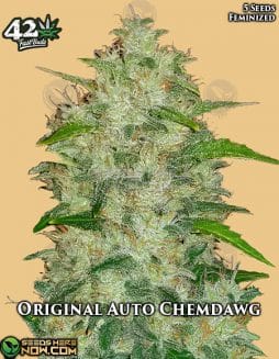 Fast Buds - Original Auto Chemdawg {AUTOFEM} [5pk]