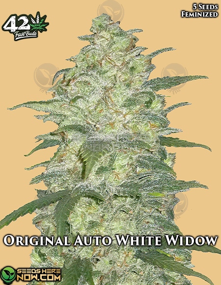 - Fast Buds - Original Auto White Widow {Autofem} [5Pk]