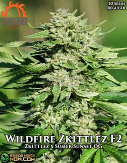 Massive Seeds - Wildfire Zkittlez F2 {REG} [10pk]