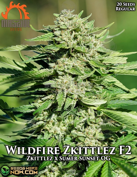 - Massive Seeds - Wildfire Zkittlez F2 {Reg} [10Pk]