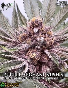 Purple Afghani Kush S1 (feminized) - Mz Jill Genetics
