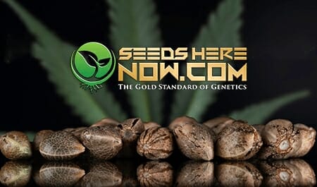 Hemp Seeds: What Is The Difference Between Regular, Feminized & Auto-flowering?