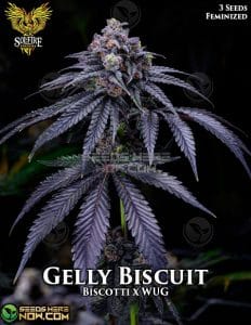 Gelly biscuit  (feminized) - solfire gardens