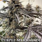 Purple Marmalade (Feminized) - Solfire Gardens
