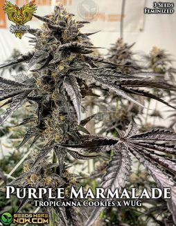 Solfire Gardens - Purple Marmalade {FEM} [3pk]