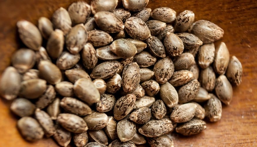 Cannabis Seeds: Understanding Regular, Feminized, & Autoflowering Seeds for Grow Success