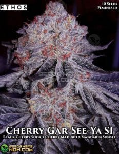 Cherry Gar-see-ya R1 (feminized) - Ethos Genetics