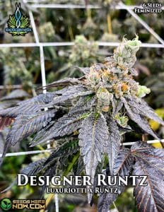 Designer runtz (feminized) - exotic genetix