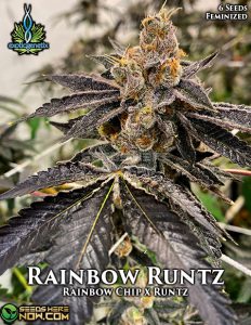 Rainbow runtz (feminized) - exotic genetix