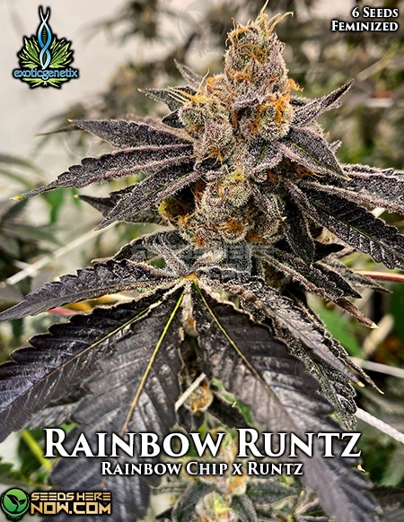 Rainbow Runtz Strain by Exotic Genetix