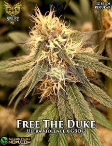 Free the duke (regular) - solfire gardens