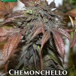 Chemonchello (Regular) - True Canna Genetics