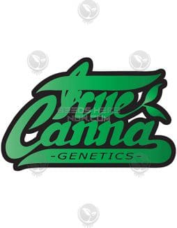 True Canna Genetics - Terp Zookie {REG} [15pk]true canna chocolate thainapple