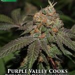 Purple Valley Cooks (Regular) - True Canna Genetics