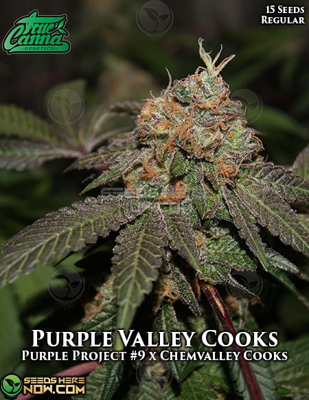 - True Canna Genetics - Purple Valley Cooks {Reg} [15Pk]