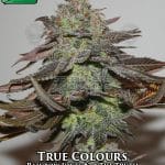 True Colours (Regular) - True Canna Genetics