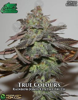 True Canna Genetics - True Colours {REG} [15pk]true canna chocolate thainapple