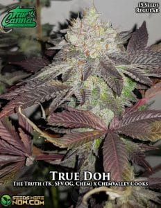 True Doh (Regular) - True Canna Genetics