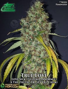 True Love Feminized (Feminized) - True Canna Genetics