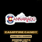 Campfire Candy (Feminized) - Cannarado Genetics