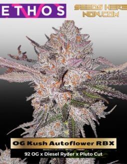 OG Kush Autoflower RBX (Autoflower) (space) Ethos Genetics