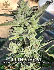 13th Ghost (Regular) (space) Aficionado Seeds