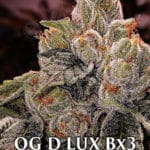 OG D LUX BX3 (Regular) - Ethos Genetics