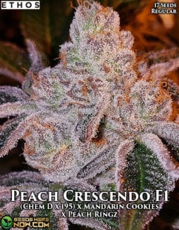 Ethos Genetics - Peach Crescendo F1 {REG} [17pk]peach crescendo f1