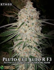 Pluto Cut Autoflower R F3(autoflower) - Ethos Genetics