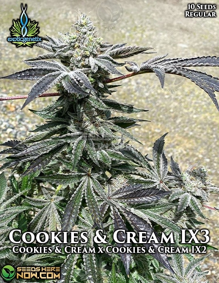 - Exotic Genetix - Cookies &Amp; Cream Ix3 {Reg} [10Pk]