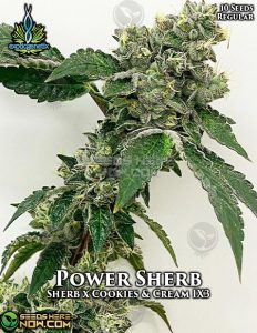 Power Sherb (Regular) - Exotic Genetix