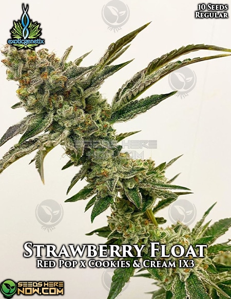Exotic-Genetix-Strawberry-Float