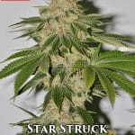 Star Struck (Regular) - Irie Genetics