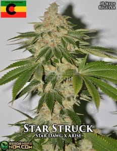 Star Struck (Regular) - Irie Genetics