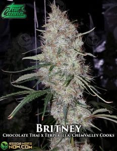 Britney (regular) - True Canna Genetics