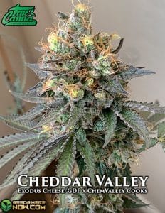 Cheddar Valley (regular) - True Canna Genetics