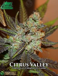 Citrus Valley (regular) - True Canna Genetics