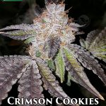 Crimson Cookies (Regular) - True Canna Genetics