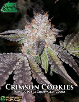 True Canna Genetics - Crimson Cookies {REG} [15pk]true canna chocolate thainapple