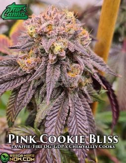 True Canna Genetics - Pink Cookie Bliss {REG} [15pk]true canna chocolate thainapple