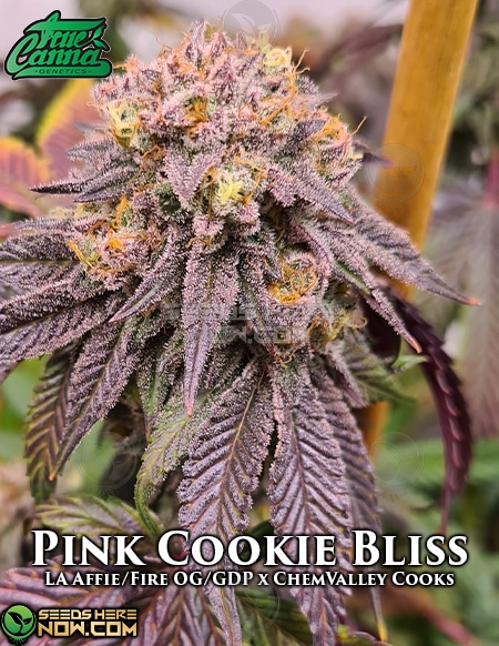 - True Canna Genetics - Pink Cookie Bliss {Reg} [15Pk]