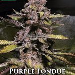 Purple Fondue (Regular) - True Canna Genetics