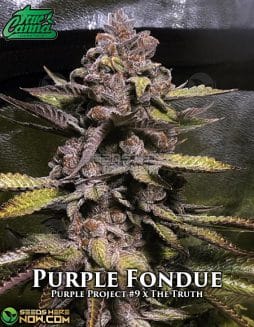True Canna Genetics - Purple Fondue {REG} [15pk]true canna chocolate thainapple
